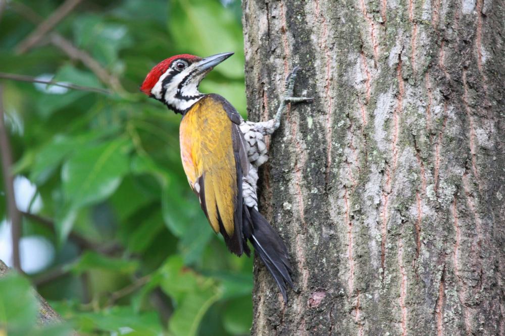 Cotigao Wildlife Sanctuary